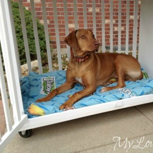 Free Crib to DIY Dog Crate